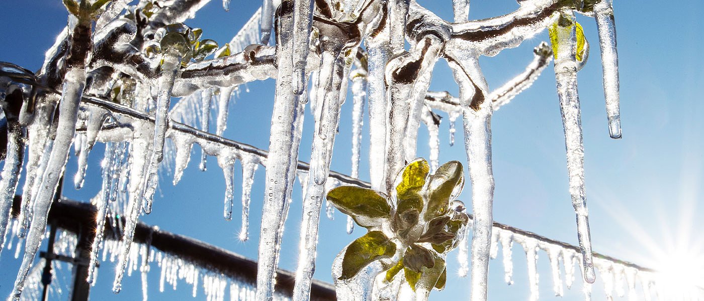 Ενεργοποίηση ευρω-κονδυλίων για τα παγετόπληκτα ζητούν Ελλάδα, Γαλλία και Ιταλία