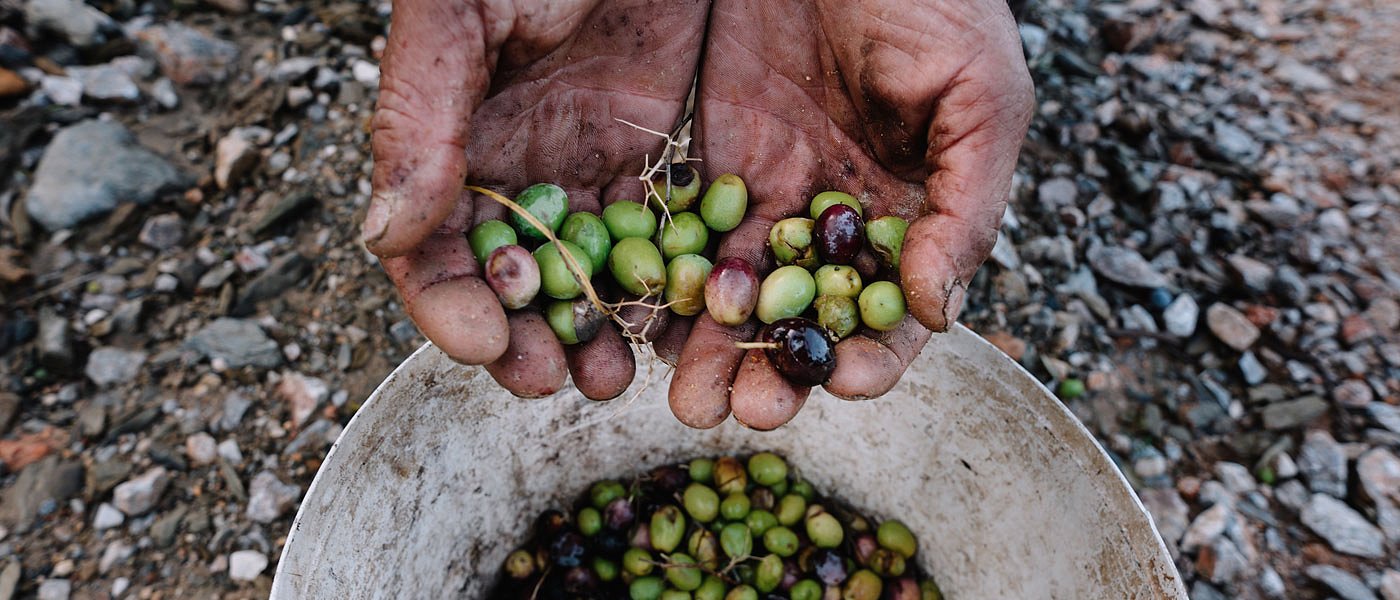 Χαλκιδική: Και δεν μάζεψαν ελιές λόγω έλλειψης εργατών και χάνουν τα παράβολα