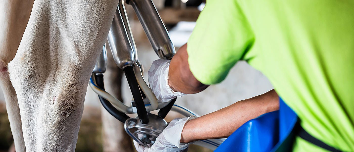 Δικαιώνονται αγελαδοτρόφοι για το καρτέλ γάλακτος, αποζημιώνονται και κλειστές εκτροφές