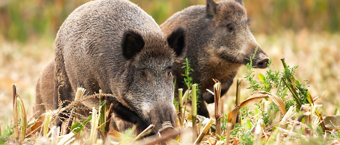 Στο έλεος των αγριογούρουνων αγρότες και καλλιέργειες