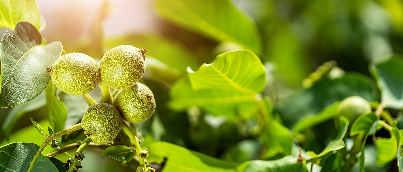 Καλή φέτος η παραγωγή καρυδιών, για όσα δεν χτυπήθηκαν από χαλάζι αναμένουν αύξηση τιμών