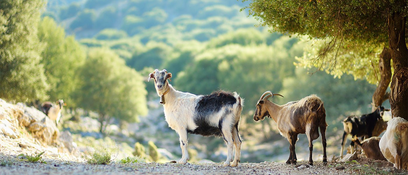 Μπέρδεμα με τις αιτήσεις ενίσχυσης ζωοτροφών καταγγέλλουν υπεύθυνοι ΚΥΔ