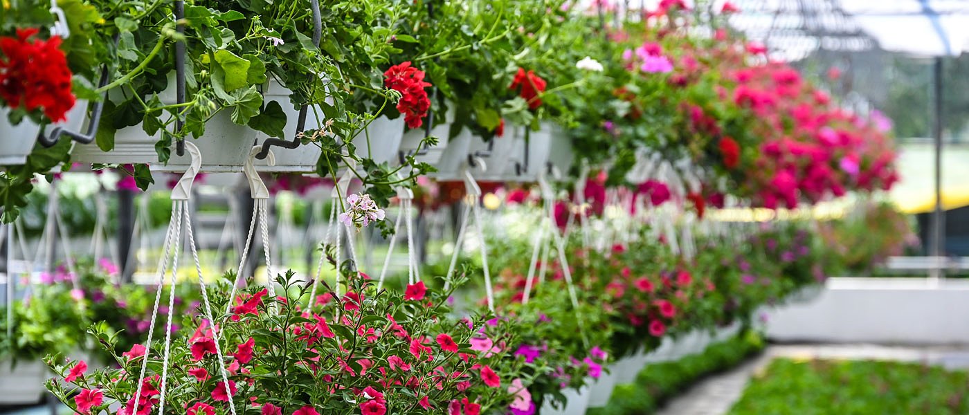 Tο πρόγραμμα για ενίσχυση θερμοκηπίων στηρίζει και τον ανθοκομικό κλάδο