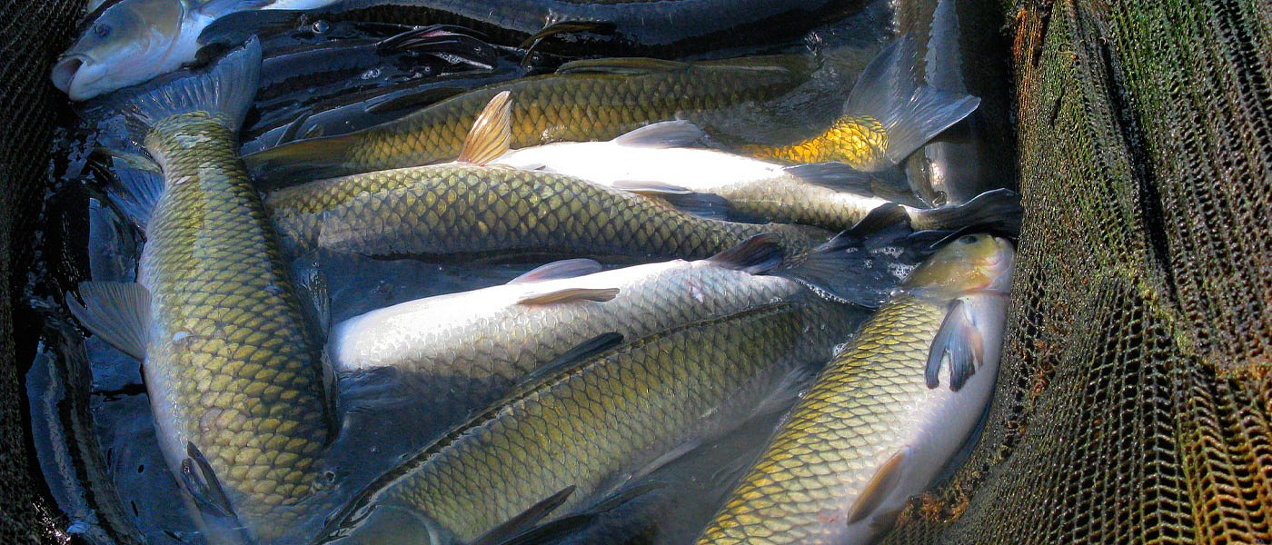 Εγκρίθηκε από ΥπΑΑΤ ο Οδηγός Ευζωίας Μεσογειακών Ιχθύων