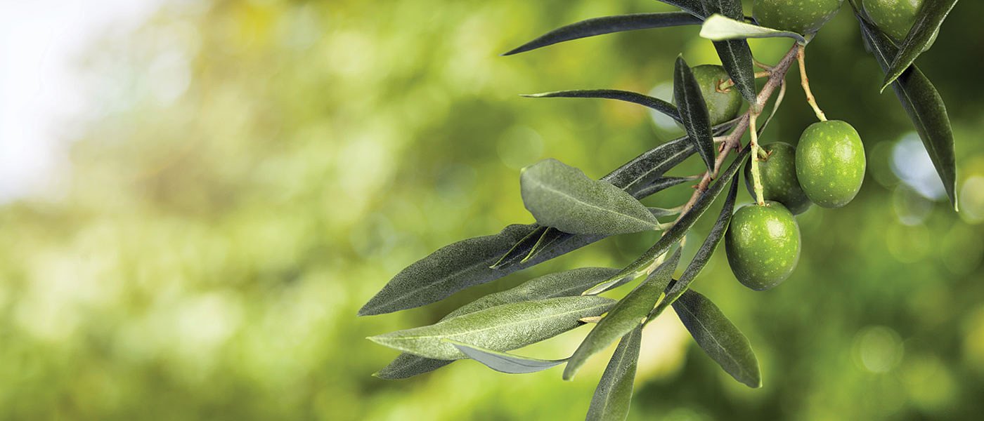 Έλλειψη εργατικών χεριών, χαμηλές τιμές και ξηρασία αφήνουν ασυγκόμιστες τις ελιές