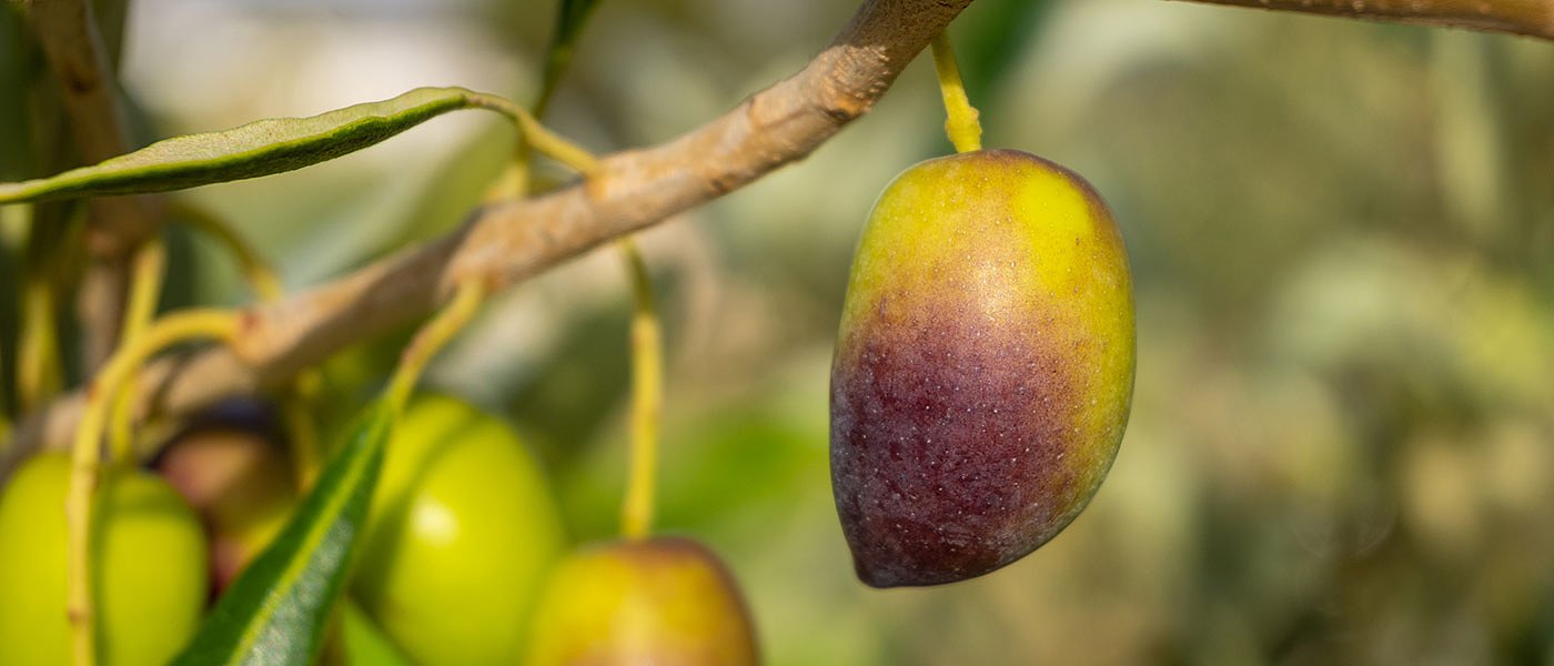 Να εφαρμοστεί η ισπανική νομοθεσία που απαγορεύει τιμές παραγωγού κάτω του κόστους