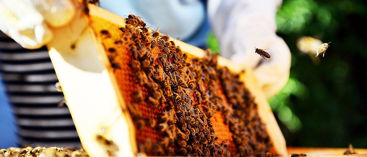Το πευκόμελο δίνει το φιλί της ζωής στους μελισσοκόμους, τι φέρνει το νέο τριετές