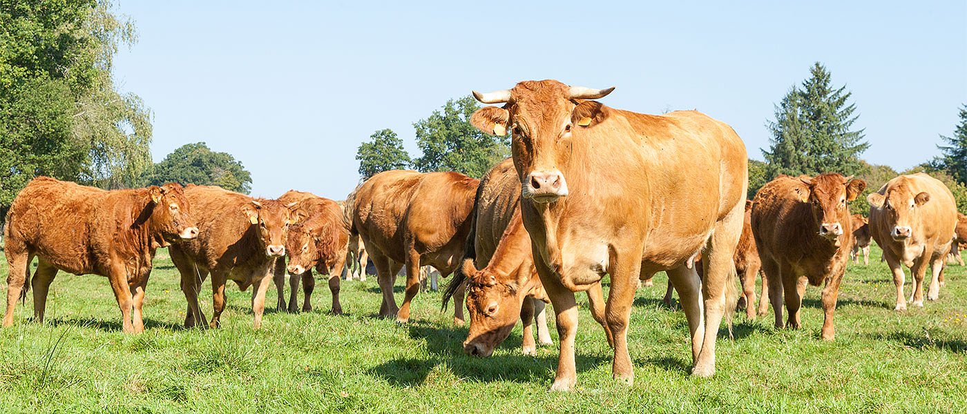 Κατά 17,34% αυξήθηκαν οι σφαγές βοοειδών κρεοπαραγωγής το πρώτο εξάμηνο του 2022