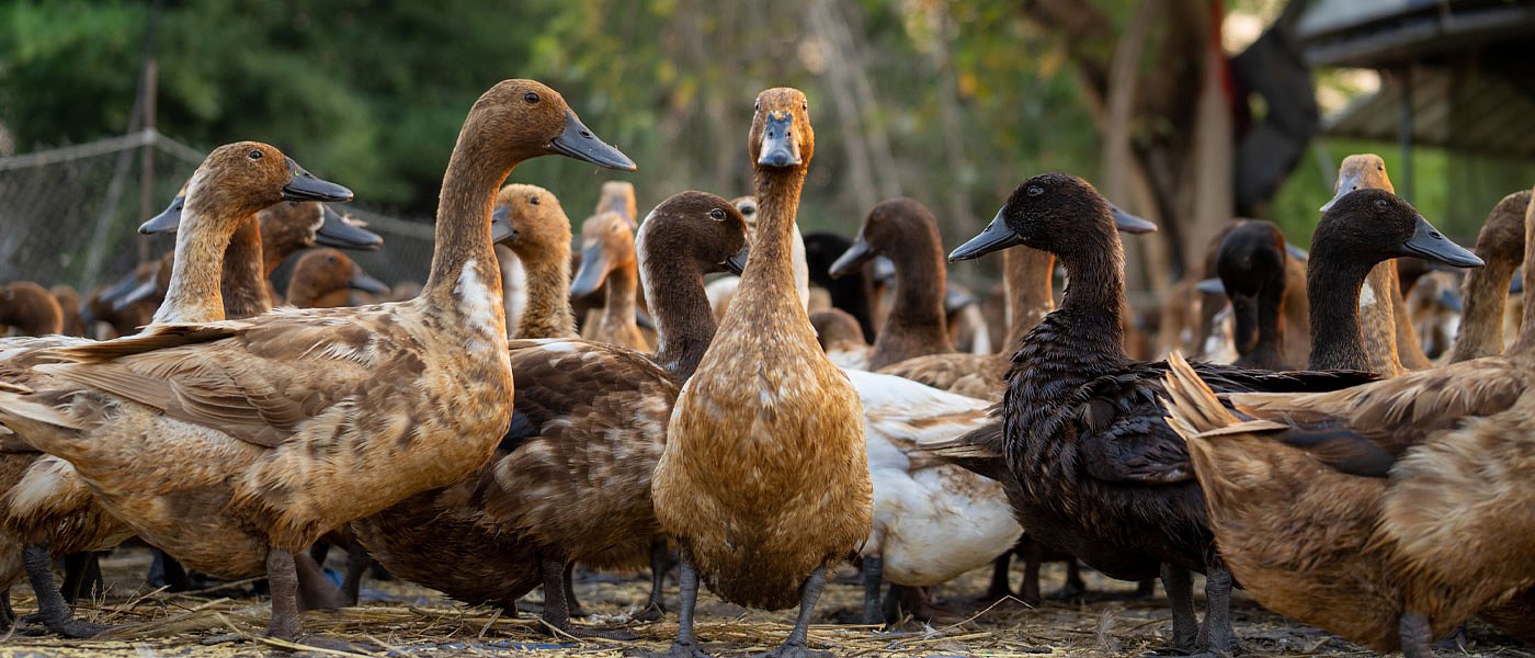 Πάπια: Αυγά και κρέας της έχουν υψηλή διατροφική αξία αλλά μικρό ενδιαφέρον στην Ελλάδα