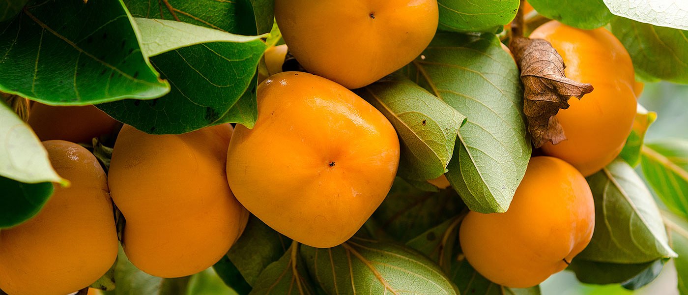 Οι καλές τιμές και το χαμηλό κόστος δίνουν στρέμματα στην καλλιέργεια λωτού