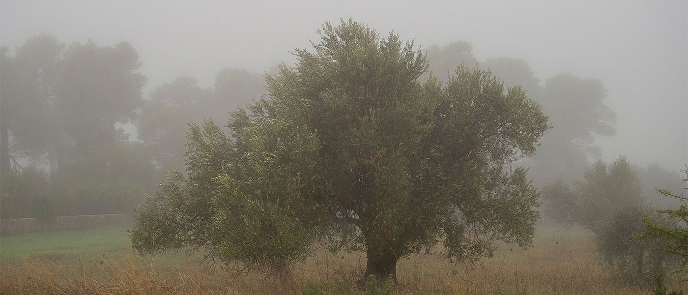 Υπό το μηδέν η θερμοκρασία πολλές ώρες, φόβοι για ζημιές σε ελιές-εσπεριδοειδή
