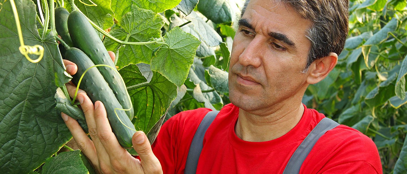 Εισαγώμενα αγγουράκια και ντοματίνια στα σχολεία, διαμαρτύρονται οι Κρητικοί