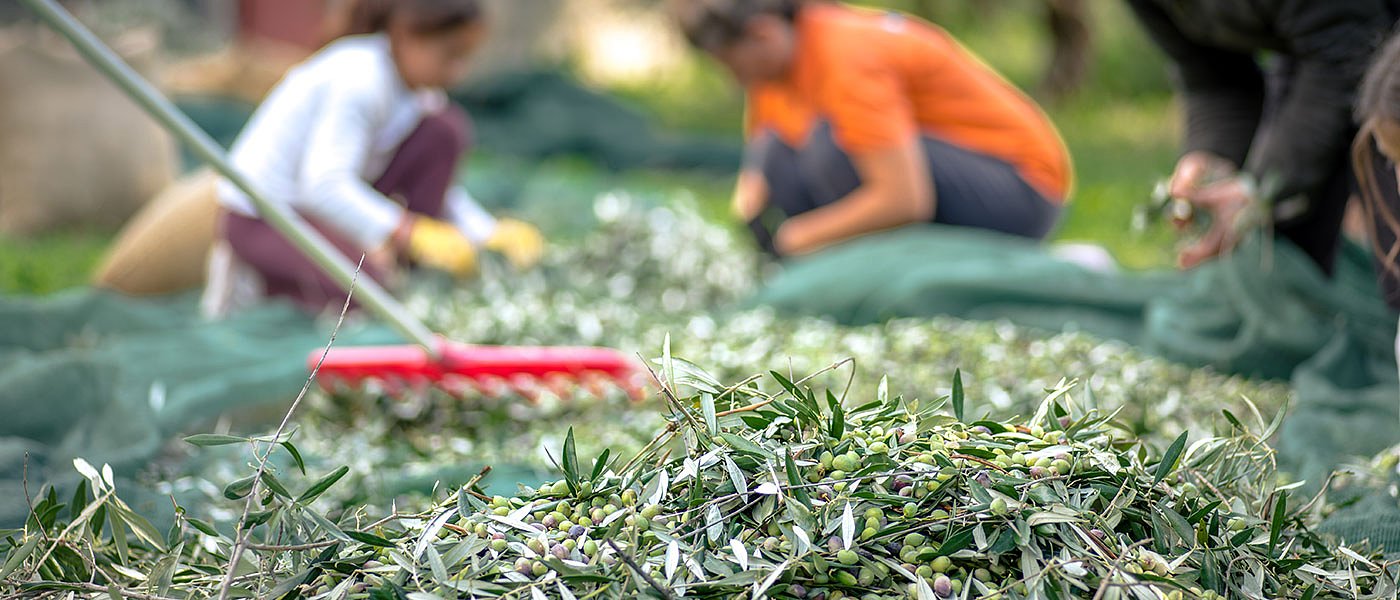 Καλαμών: 50 ευρώ μεροκάματο θέλουν οι εργάτες, κίνδυνος να μείνει αμάζευτο το προϊόν