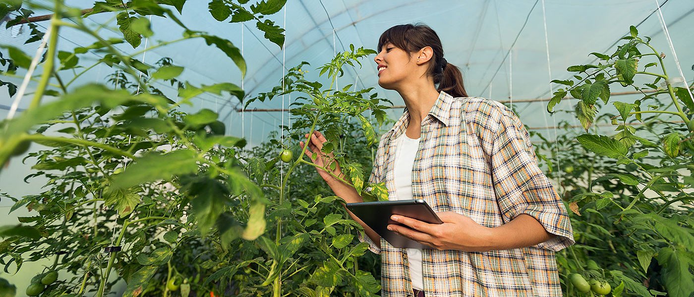 Ιός χτύπησε τα θερμοκήπια ντομάτας στην Τριφυλία, σε απόγνωση οι παραγωγοί