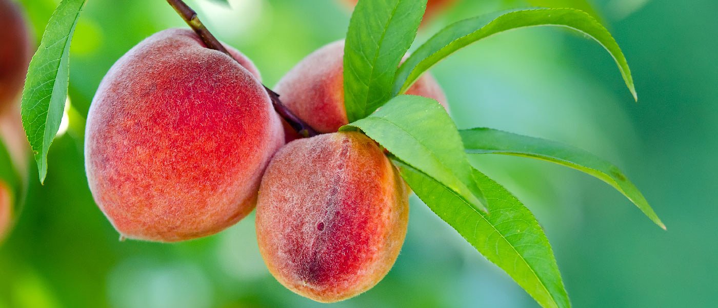 Στον Μητσοτάκη ο Λάκης Βασιλειάδης για τα θέματα των ζημιών από παγετό