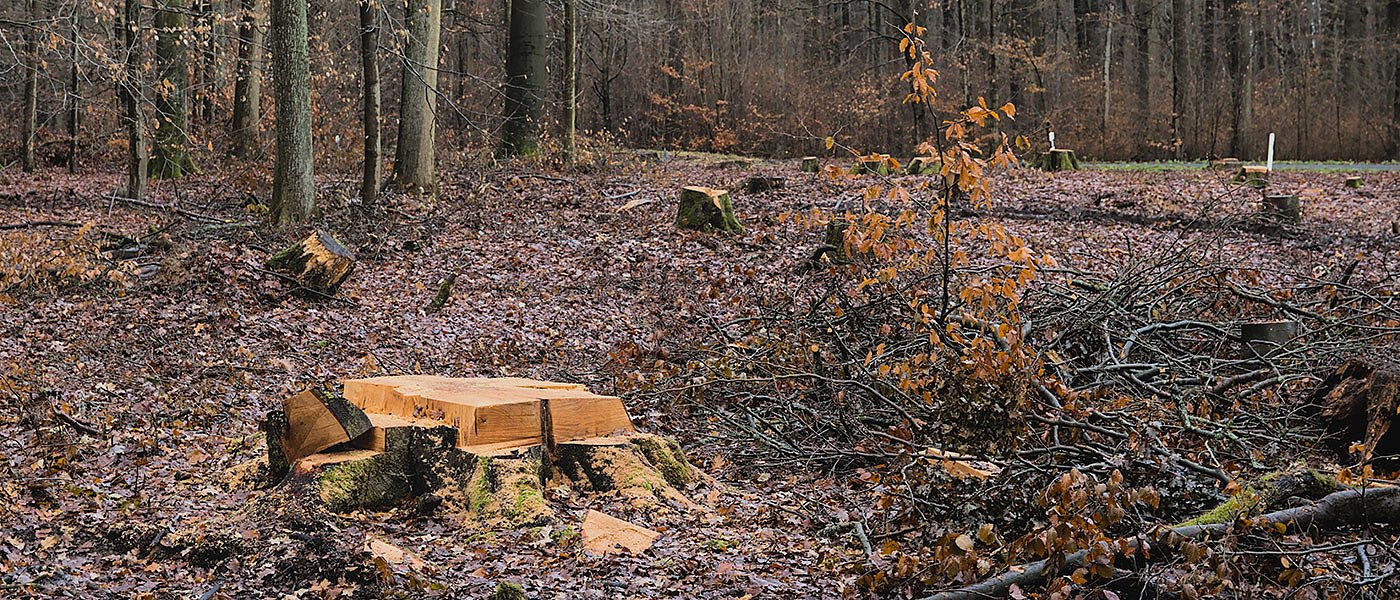 Αρνητική γνωμοδότηση των δασικών υπηρεσιών για την αδειοδότηση αιολικού πάρκου της Volterra στον Ερύμανθο