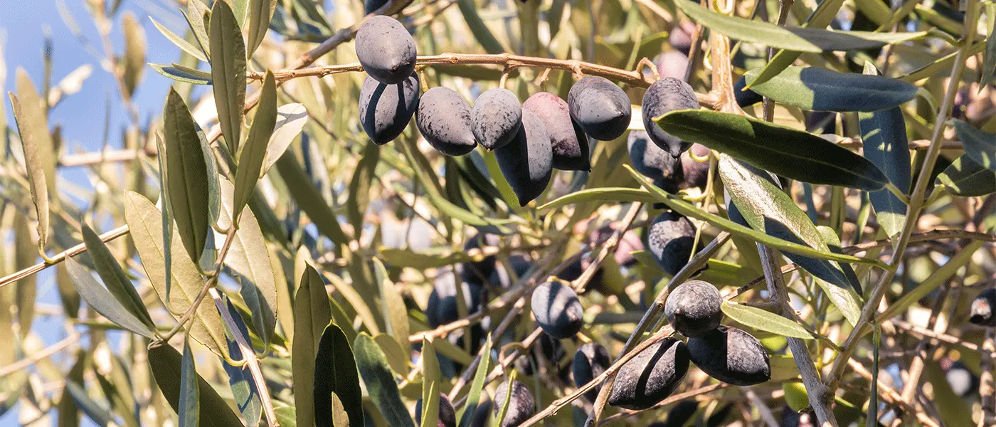 Μέθοδοι διαχείρισης του γλοιοσπόριου στην ελιά
