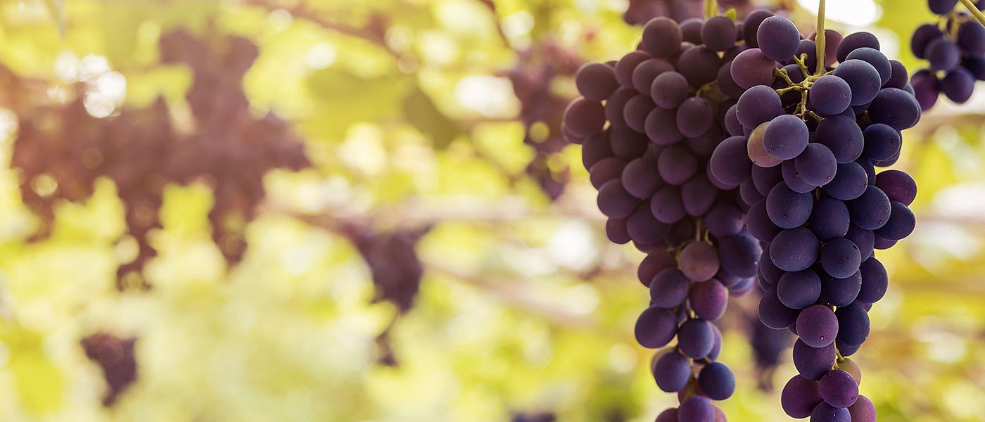 Ξεκίνησαν τα πρώιμα επιτραπέζια σταφύλια η μικρή παραγωγή δίνει ελπίδες για αύξηση τιμών