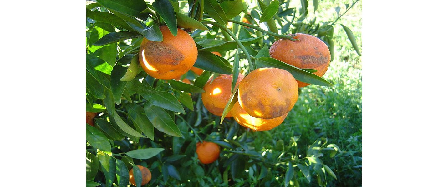 Ζημιές στις Κλημεντίνες από την προσυλλεκτική κηλίδωση που δεν αποζημιώνει ο ΕΛΓΑ