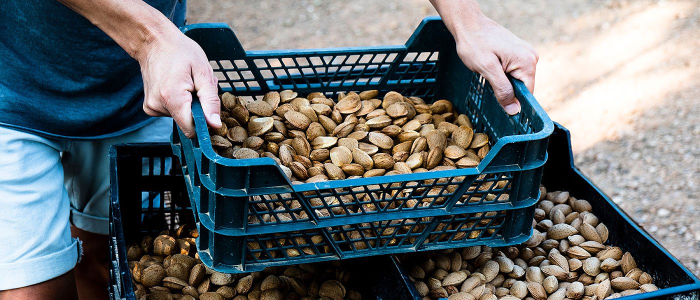 Η αυτοδιάθεση πάει το αμύγδαλο στα 10 ευρώ, πάνω από 30% κάμψη παραγωγής στην Ισπανία