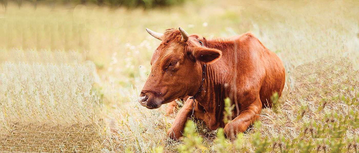 Προβλήματα με πληρωμή ενισχύσεων για ζωοτροφές σε αγελαδοτρόφους κρεατοπαραγωγής