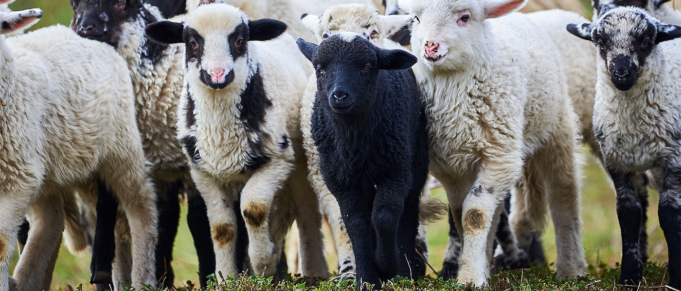 Πάνω από 2.000 πρόβατα πάνε για σφαγή λόγω ευλογιάς τις επόμενες ημέρες