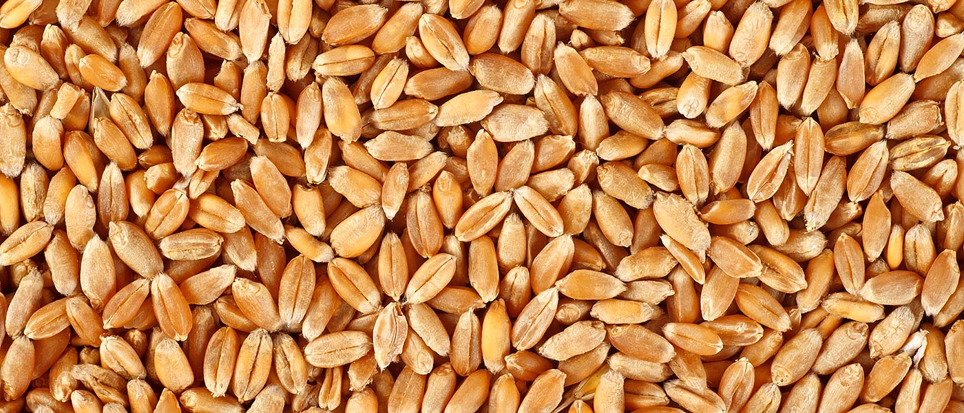 Σκληρό σιτάρι: Πως εξελίσσονται οι καναδικές εξαγωγές, προβλέψεις παραγωγής και παγκόσμια αποθέματα