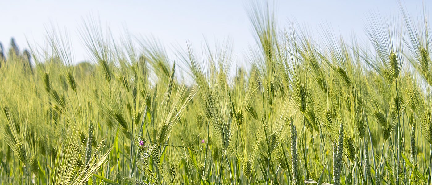Προς το παρόν έχουμε αποθήκευση στο σκληρό σιτάρι, τιμές στην Ιταλία, τι συμβαίνει στον Καναδά