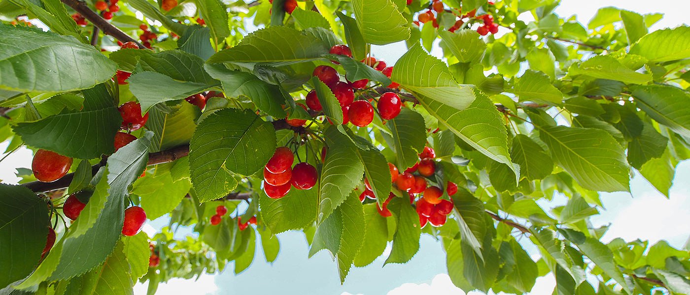 Κρατική ενίσχυση στα κεράσια ζητούν οι παραγωγοί, ετοιμάζεται συνάντηση στο ΥπΑΑΤ