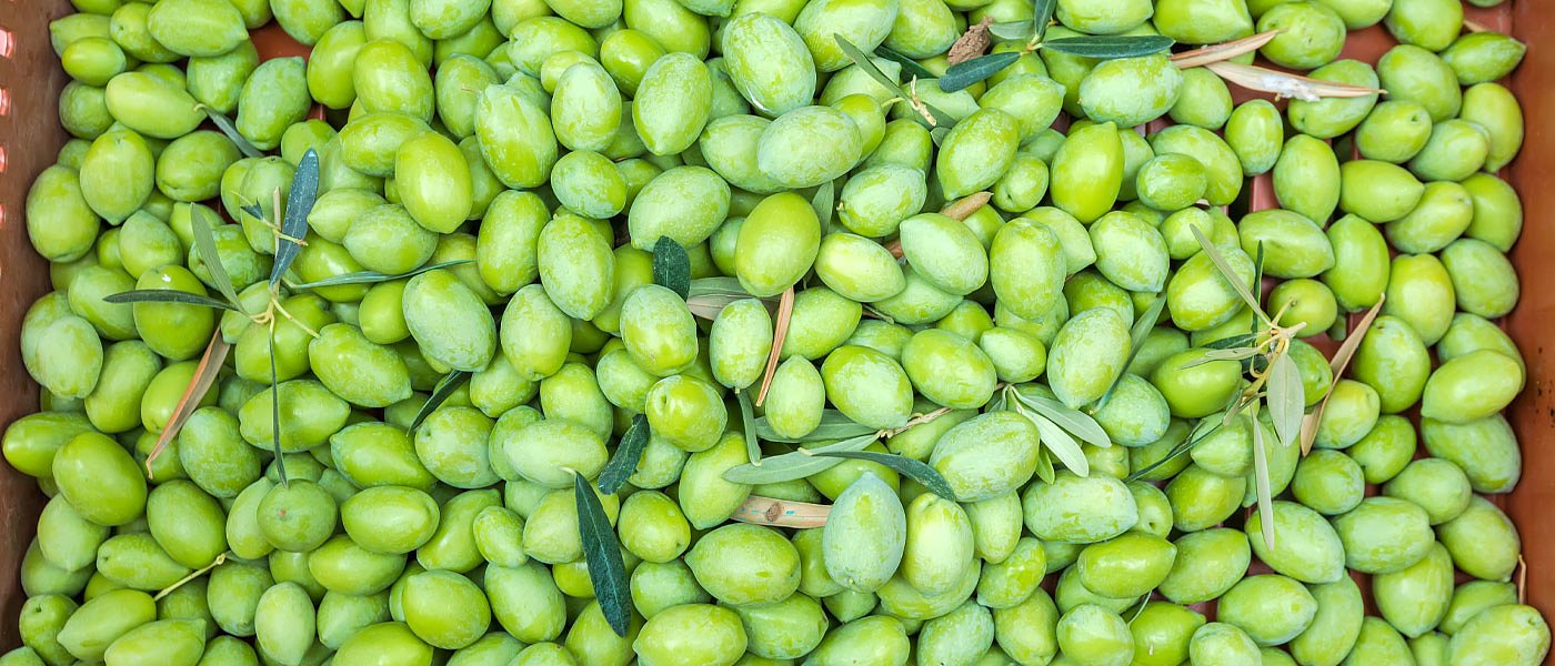 Σε τραγική κατάσταση η ανθοφορία στις Αμφίσσης, πλήγμα σε Καλαμών αλλά και άνοδος τιμών