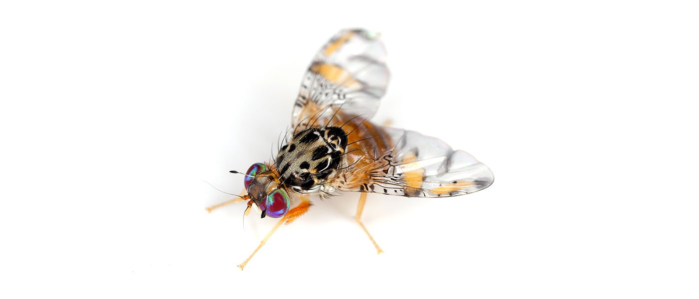 Αυξημένη προσβολή της Μύγας της Μεσογείου λίγο πριν τη συγκομιδή των Βαλέντσια