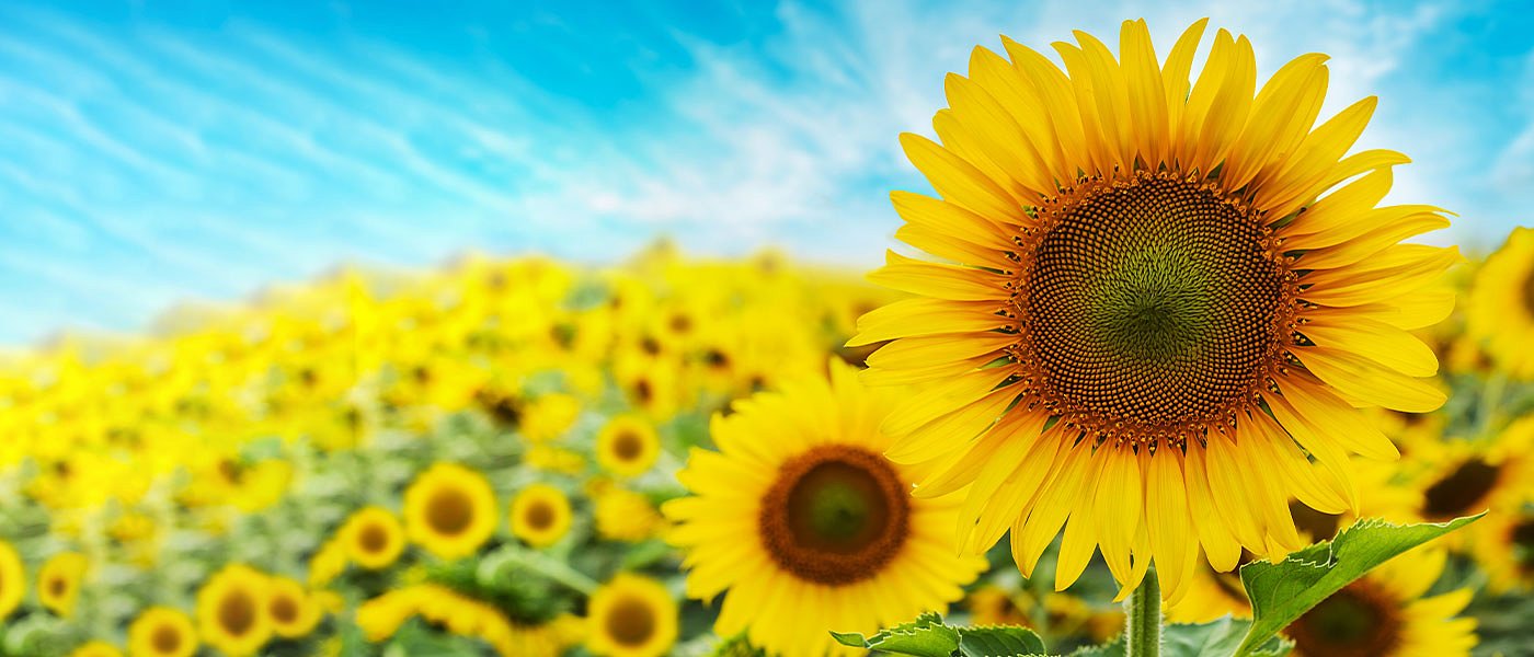 Ανοδικές τάσεις στις τιμές ηλίανθου, από 35 σε 37 λεπτά η κατώτατη μέσα σε λίγες ημέρες