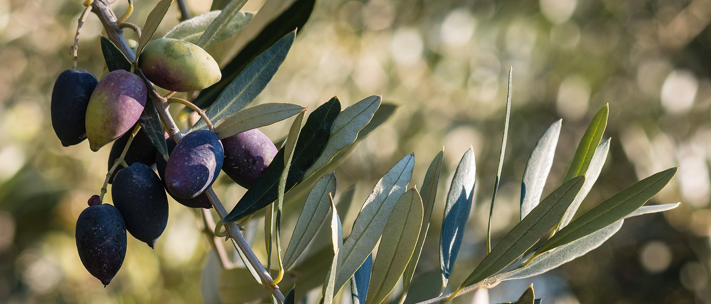 Τελειώνει ο κλάδος της παραγωγής ελιάς Καλαμών χωρίς βιώσιμη τιμή για δεύτερη σεζόν
