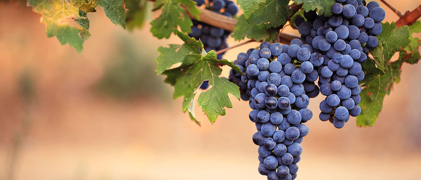 Η βαθμολογία ανά Περιφέρεια για την χορήγηση νέων φυτεύσεων αμπελιών του 2023