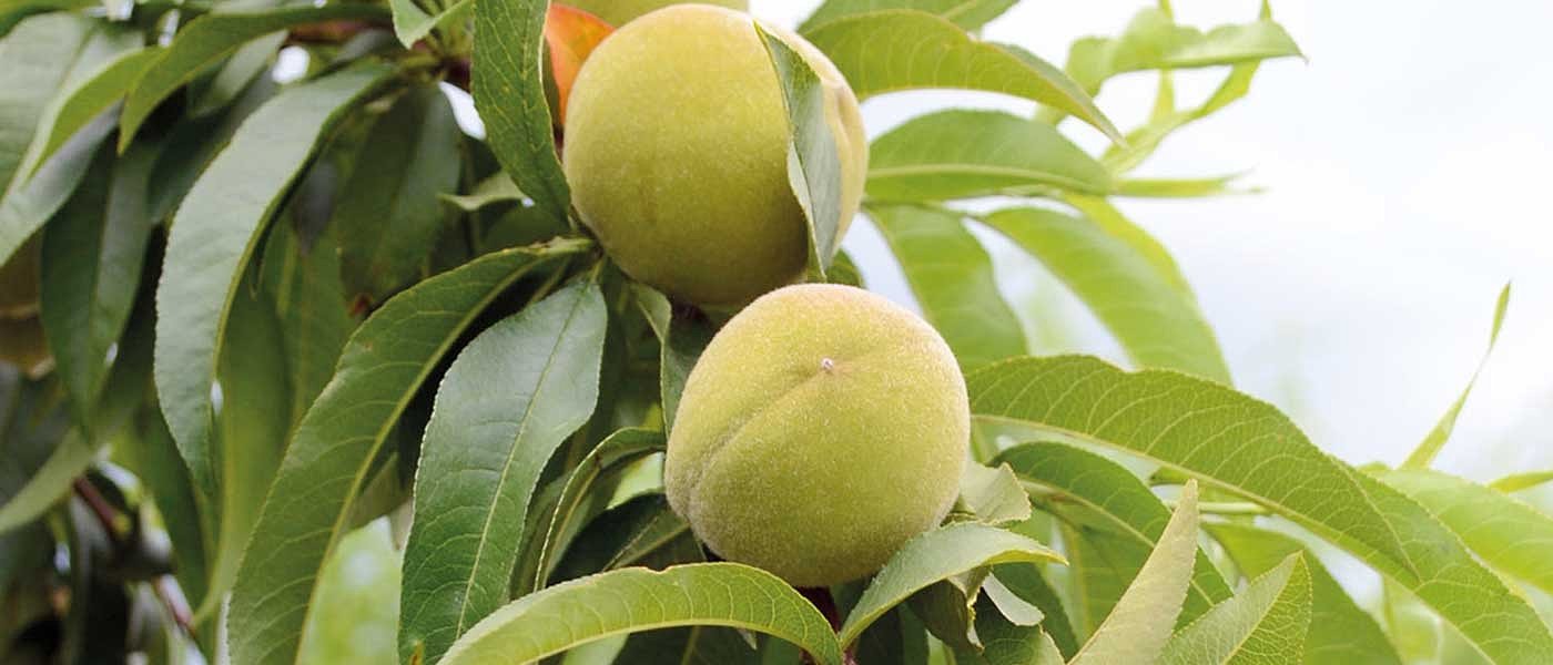 Μειωμένα φέτος τα συμπύρηνα, θα υπολειτουργήσουν τα εργοστάσια κομπόστας