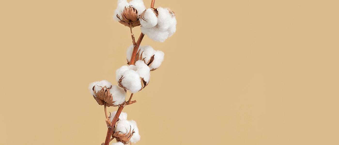 Ορατό το 1 ευρώ στις προπωλήσεις βάμβακος, πολύ καλά πάει η καλλιέργεια