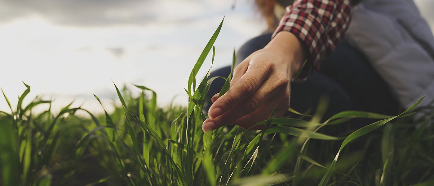 Προβλέψεις για φετινή παραγωγή ΕΕ: μαλακό, σκληρό, αραβόσιτο, κριθάρι, βρώμη, σίκαλη