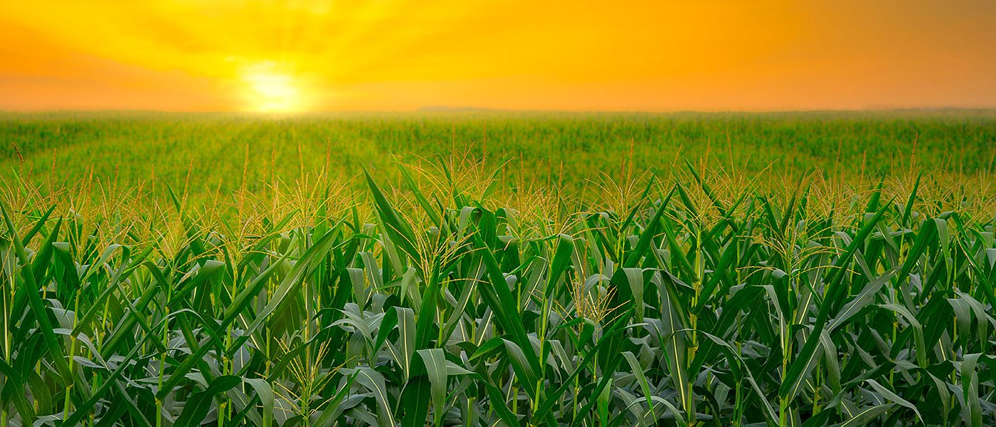 Σε κίνδυνο 14.000 στρέμματα με αραβόσιτο λόγω προβλημάτων άρδευσης