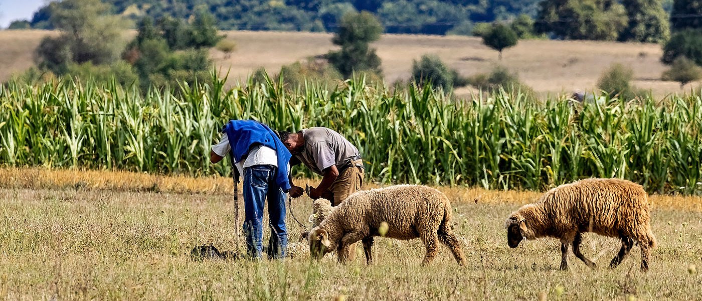 Καλοκαίρι το AKIS σε «θολό τοπίο» η συνδεδεμένη, η ΕΕ ελέγχει πληρωμές στα Οικολογικά