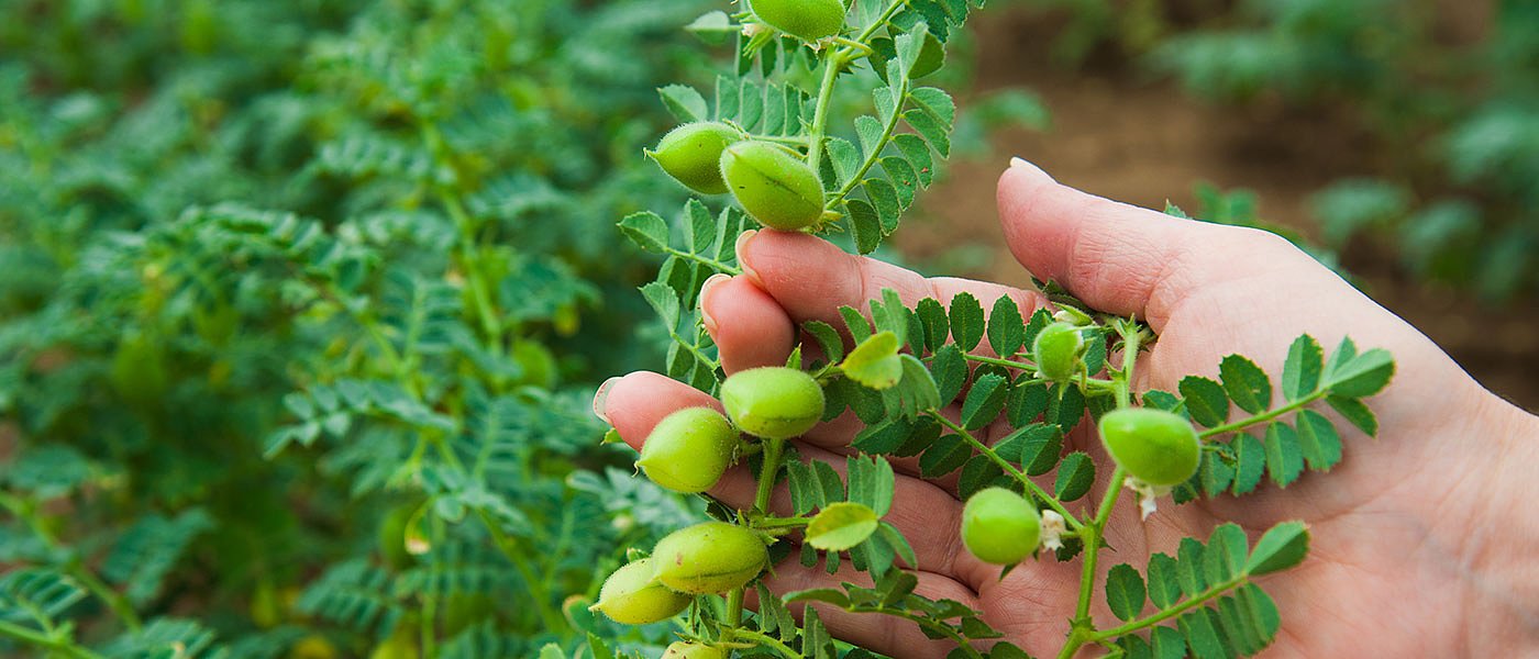 Αυξητικές τάσεις για τις καλλιέργειες φασολιού και ρεβιθιού στα Φάρσαλα