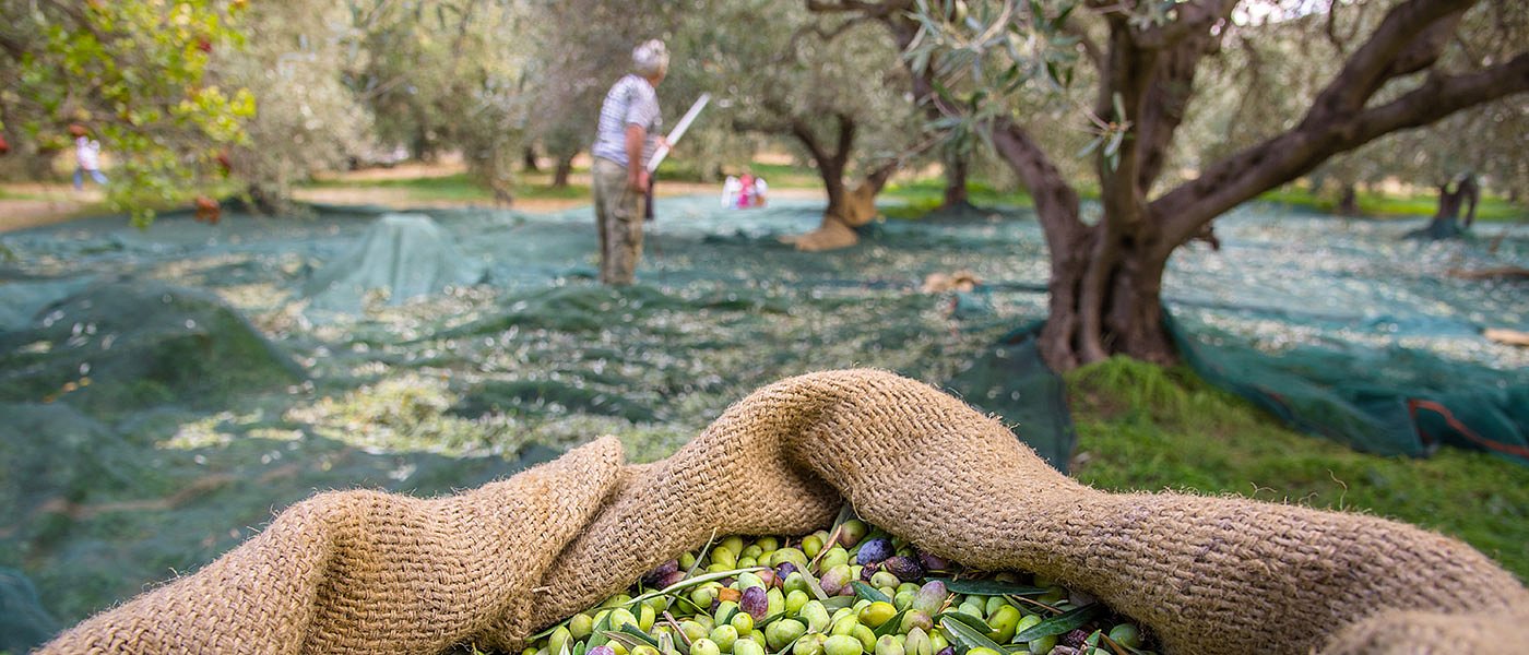 Εκρηκτικό κλίμα στην αγορά ελαιολάδου, ιδίως όσο χειμωνιάζει και δε μαζεύονται οι ελιές