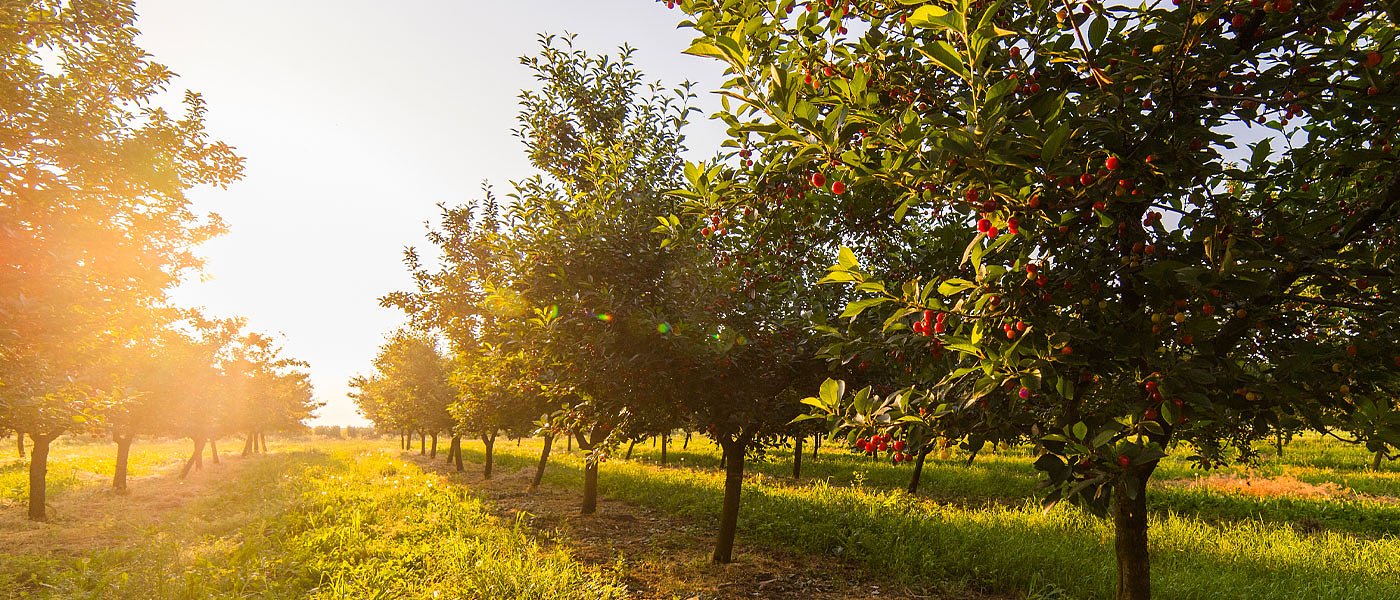 ΟΠΕΚΕΠΕ: Πληρωμές βιολογικών 2019 μετά από ενστάσεις