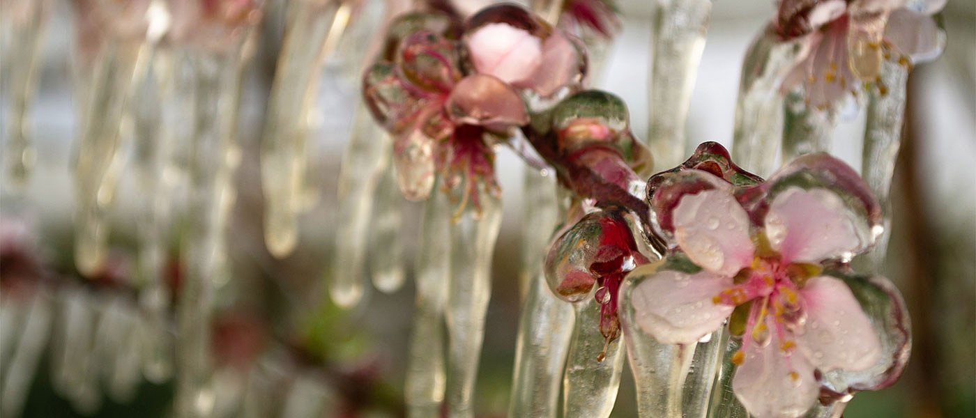 Αποζημιώσεις για παγετό: πληρωμή σε 3 δόσεις και προκαταβολή το καλοκαίρι