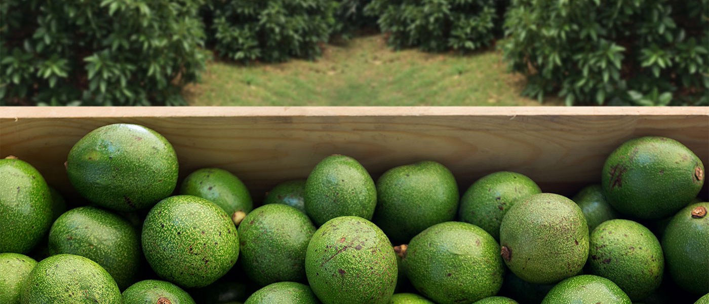 Αβοκάντο: μείωση στις αποδόσεις και εμφάνιση νέων ασθενειών, ικανοποιητικές οι τιμές