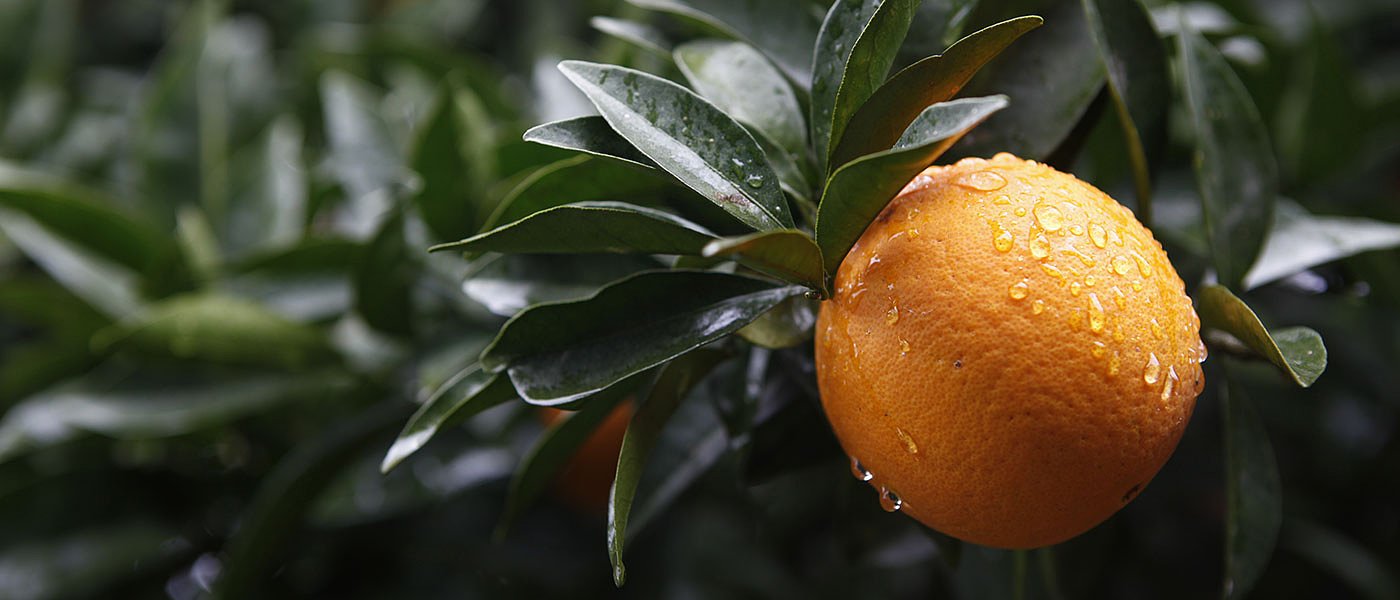 Ανακοινώθηκε τιμή χυμού 25 λεπτά, για τα νωπά Ναβαλίνες πάνω από 40 λεπτά