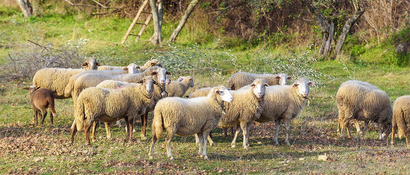 Απόφαση καθορίζει ποσά-κριτήρια καταβολής έκτακτης ενίσχυσης ζωοτροφών
