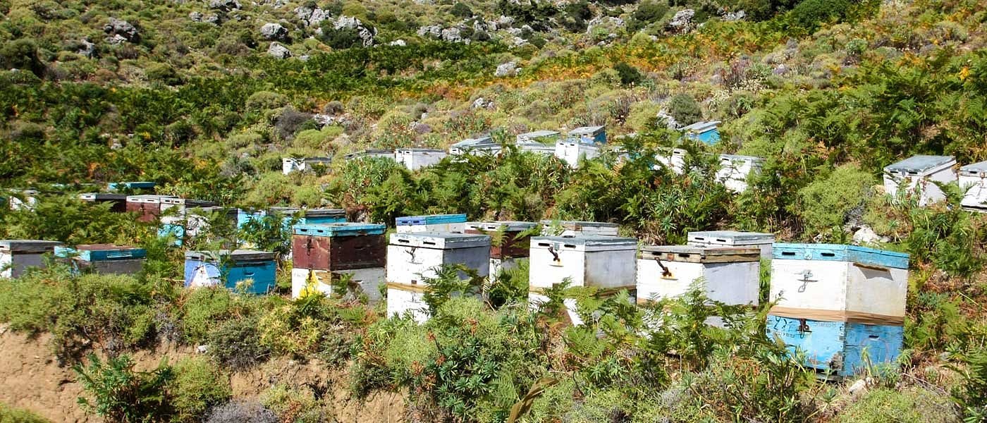 Ενδιαφέρον για είσοδο νέων στη μελισσοκομία, πρέπει να μπει τάξη στην αγορά μελιού