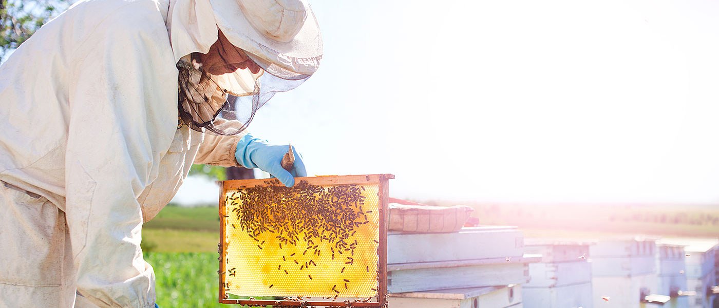 Οι Μελισσοκόμοι προσφεύγουν στο ΣτΕ κατά του Ηλεκτρονικού Μητρώου