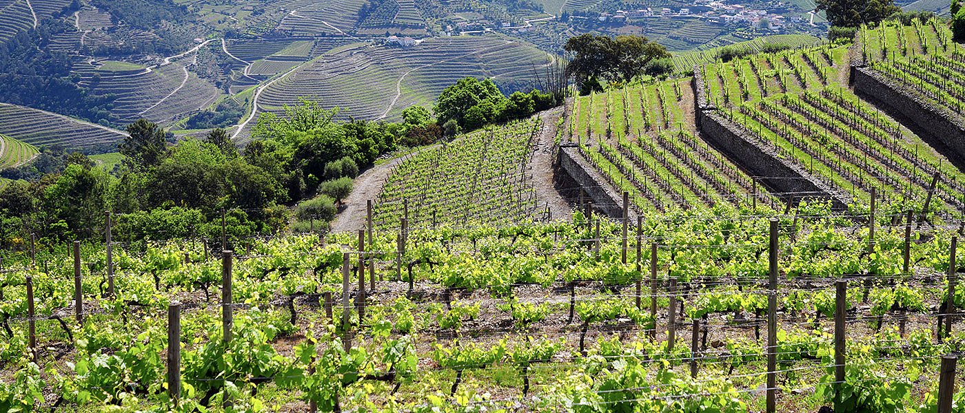 ΚΕΟΣΟΕ: Η γενετική βελτίωση του αμπελιού διαμορφώνεται στην Ευρώπη