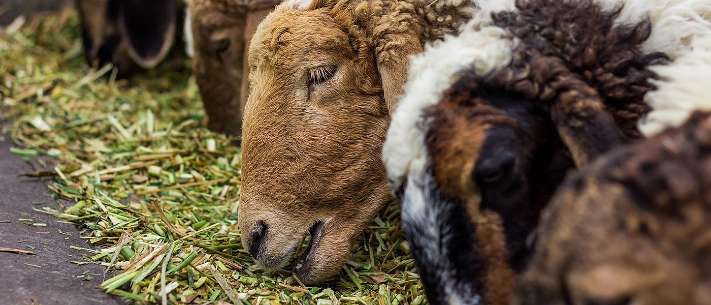 Θετικός ο Γεωργαντάς για ενίσχυση ανά ζώο σε κτηνοτρόφους, στον Σταϊκούρα τελική απόφαση